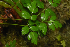 Coptis aspleniifolia