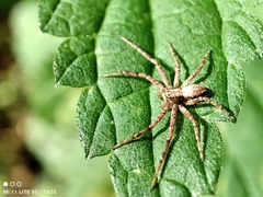 Philodromus aureolus