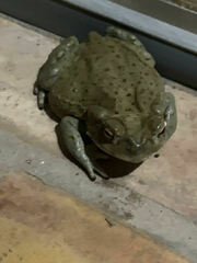 Incilius alvarius