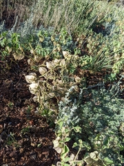 Physalis neomexicana