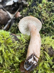 Lactarius subviscidus