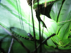Heilipodus erythropus