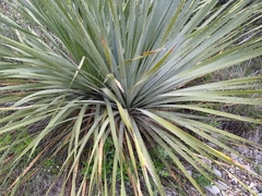 Dasylirion cedrosanum