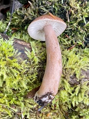Lactarius subviscidus