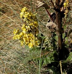Verbascum lychnitis