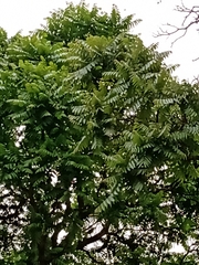 Cedrela fissilis