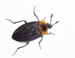 Oxelytrum discicolle