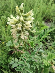 Astragalus strigulosus