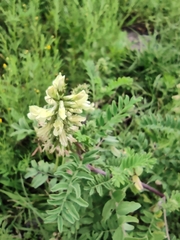 Astragalus strigulosus
