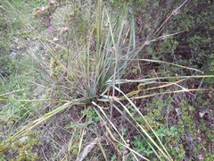 Dasylirion cedrosanum