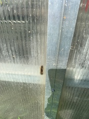 Erebidae