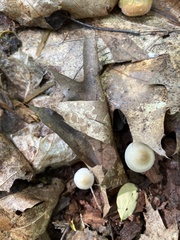Marasmius capillaris