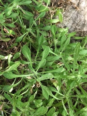 Heliosperma pusillum