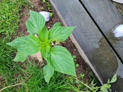 Acalypha ostryifolia
