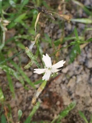 Heliosperma pusillum