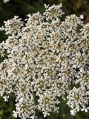 Daucus