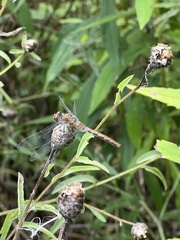 Sympetrum obtrusum