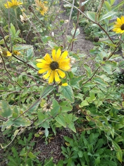 Helianthus pauciflorus