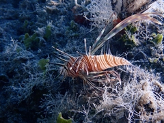 Pterois miles