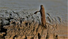 Caloptilia stigmatella