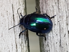 Chrysolina coerulans