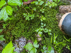Oligotrichum