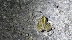 Leptodactylus luctator