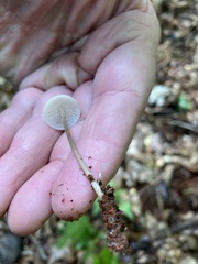 Marasmius capillaris