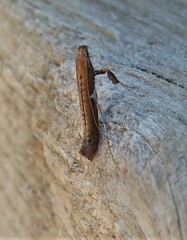 Caloptilia stigmatella
