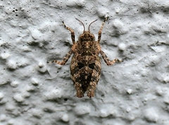 Tetrix tenuicornis