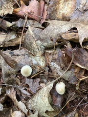 Marasmius capillaris