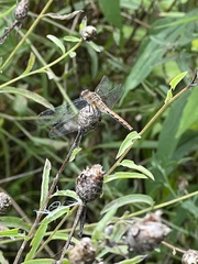 Sympetrum obtrusum
