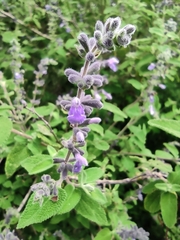 Salvia melissodora