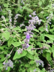 Salvia melissodora