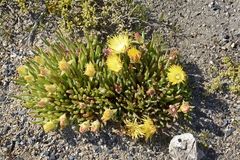 Aizoaceae