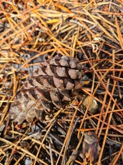 Pinus pinaster