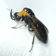 Schizocerella pilicornis