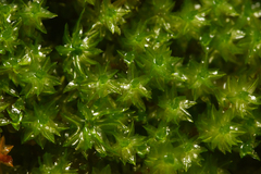 Oligotrichum