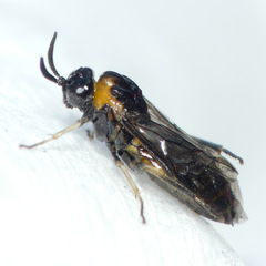 Schizocerella pilicornis