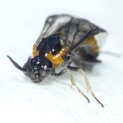 Schizocerella pilicornis