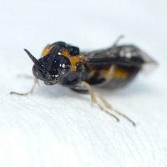 Schizocerella pilicornis