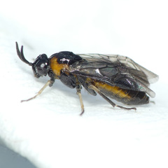 Schizocerella pilicornis