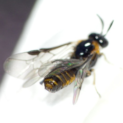 Schizocerella pilicornis