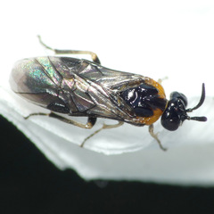 Schizocerella pilicornis