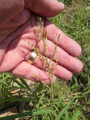 Urochloa arizonica