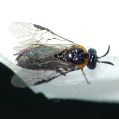 Schizocerella pilicornis