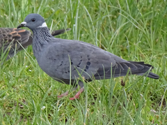 Columba albitorques