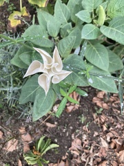Datura innoxia