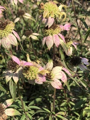 Monarda