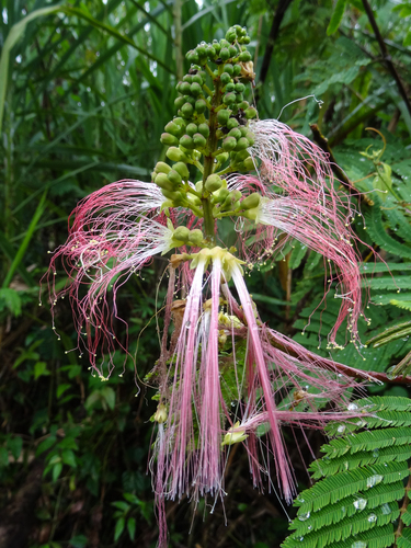 tree calliandra
